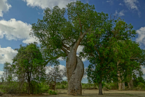 hermosa baobab árboles en la isla africana de madagascar - intertwined fotografías e imágenes de stock