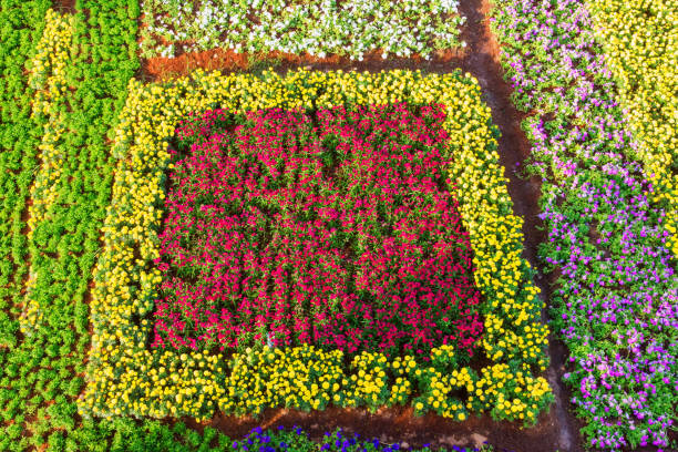 istock Colorful botanical garden make square shapes in public park 905197452