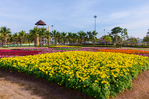 marigold flower at botanical garden in Thailand