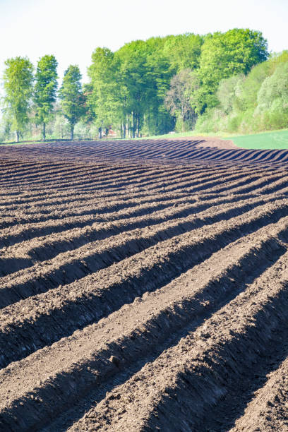 istock Potato field with furrows in rural landscape 905198410