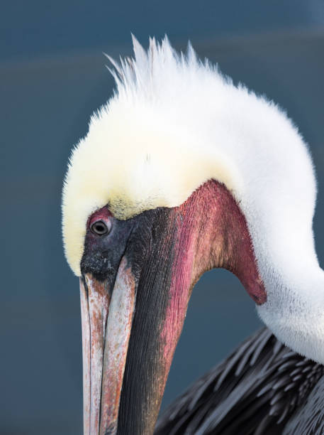istock Brown Pelican Close Up on a Blue background 905199982