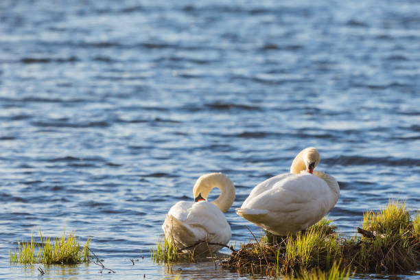 mute лебединая пара на пляже - water surface standing water swan mute swan стоковые фото и изображения