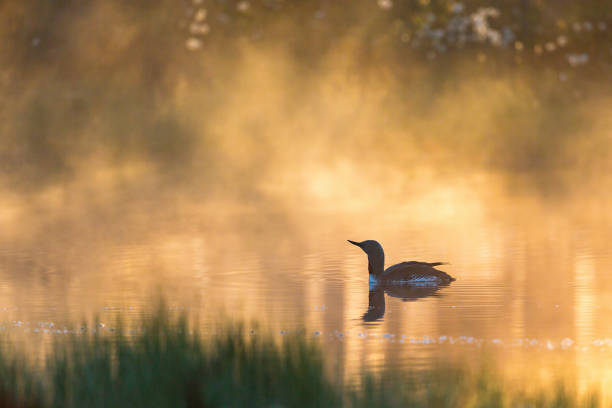 istock Dawn mist with a loon in silhouette 905200868
