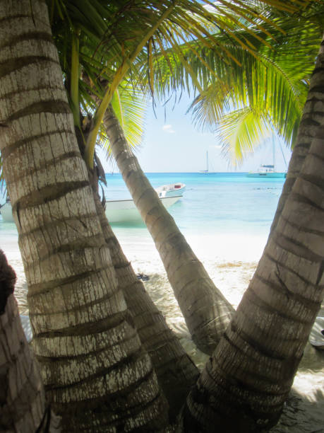 istock The palm grows on the sea shore. 905203908