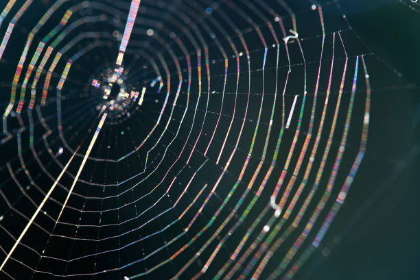 istock Old spider web in the dark as very nice natural background. 905205428