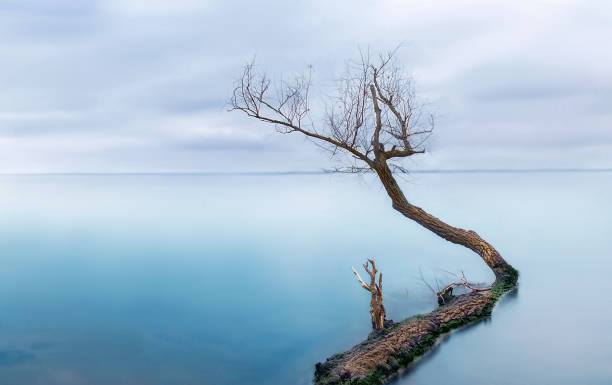 istock Frozen sea with one lonely tree - silent calmness. 905205726