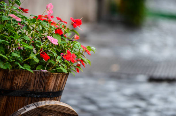 istock summer flowers close up 905205736