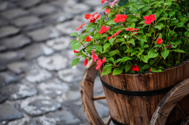 istock summer flowers close up 905205750
