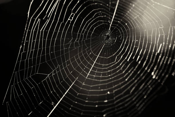 istock Old spider web in the dark as very nice natural background. 905205826