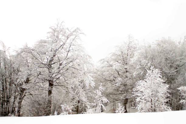 istock forest in winter with trees covered of snow 905208700