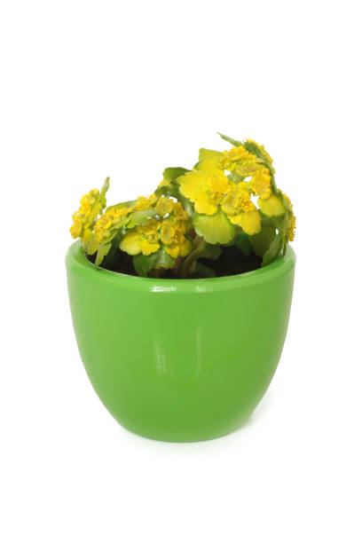 Yellow flowers in pot on white background