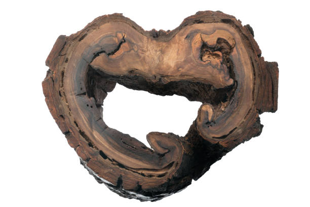 tree trunk in the shape of a heart, a void inside the barrel. - heart shape walnut valentines day cross section imagens e fotografias de stock
