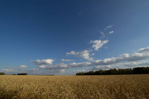 istock a field of wheat 905209408