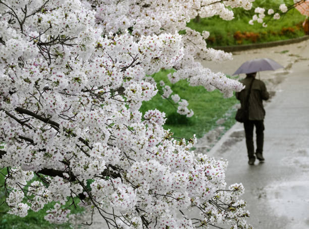 istock Beautiful White Sakura Blooming at Garden 905211556