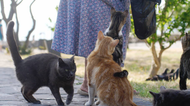 istock Woman feeding homeless cats bread 905213216