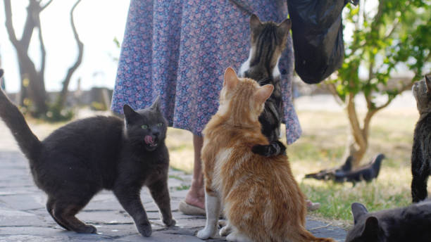 istock Woman feeding homeless cats bread 905213264