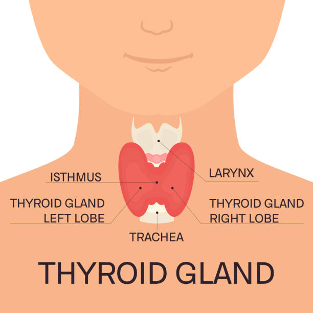 ilustrações de stock, clip art, desenhos animados e ícones de thyroid gland in men - frontal lobe