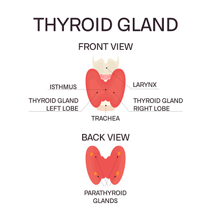 Thyroid gland front and back view on white background. Human body organs anatomy icon. Thyroid diagram scheme sign. Medical concept. Isolated vector illustration.