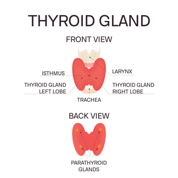 Thyroid gland front and back view Thyroid gland front and back view on white background. Human body organs anatomy icon. Thyroid diagram scheme sign. Medical concept. Isolated vector illustration. lobe illustrations stock illustrations