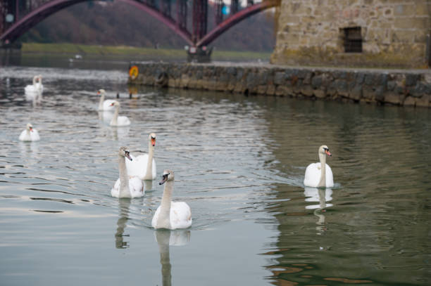 istock Group of Swans In The River 905213826