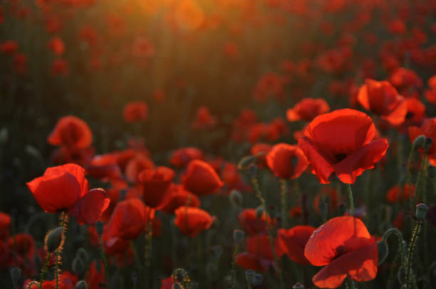 Red poppies Red poppy at afternoon sunlight poppy field stock pictures, royalty-free photos & images
