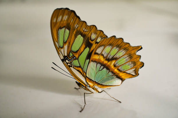 istock Close up of a beautiful butterfly 02 905220396