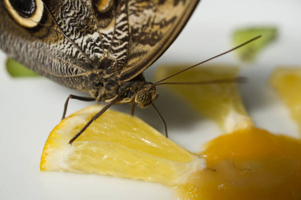 A close up of a butterfly taken with a macro lens, while eating some fruit