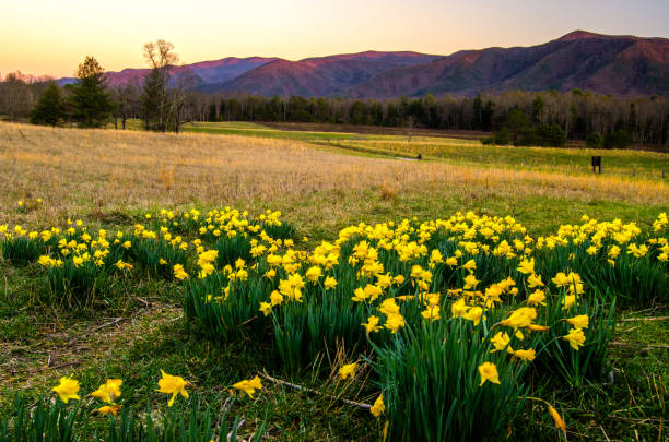 Freshly bloomed easter lilies at Cades Cove in the Great Smoky Mountains National Park.