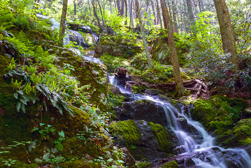 Bright green ferns surround Buttermilk Falls in Stokes State Forest in New Jersey.