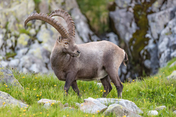 istock the male ibex in the Alps 905222202
