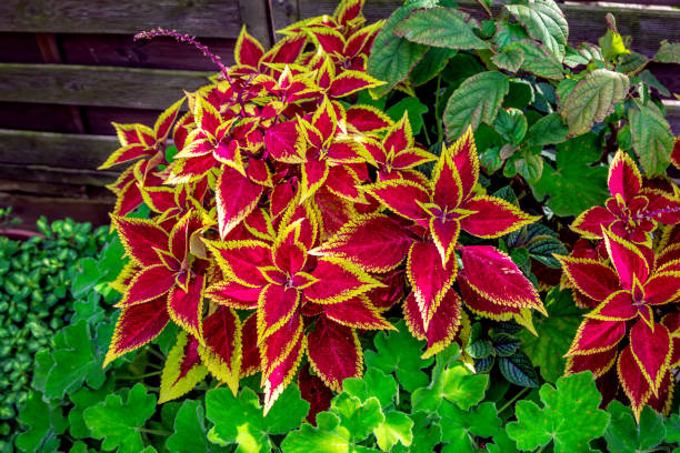 Beautiful coleus plant or Painted Nettle Beautiful coleus plant or Painted Nettle with bright red and yellow leaves, growing in the garden coleus photos stock pictures, royalty-free photos & images