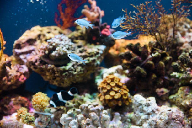istock Tropical fishes swimming between corals 905225968