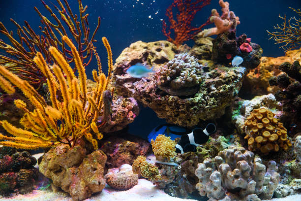 Tropical fishes swimming between corals