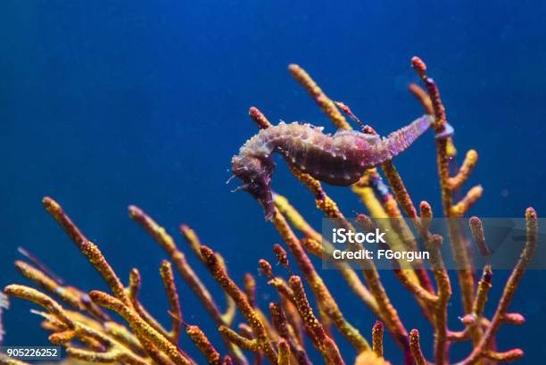 Horse Sea Stock Photo - Download Image Now - Seahorse, Coral - Cnidarian, Animal