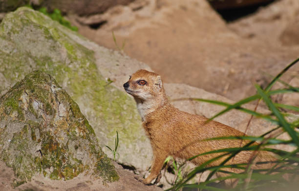 istock Yellow mongoose (Cynictis penicillata) is walking, close up. 905229080
