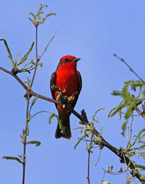 istock Male Vermillion Flycatcher 905229488