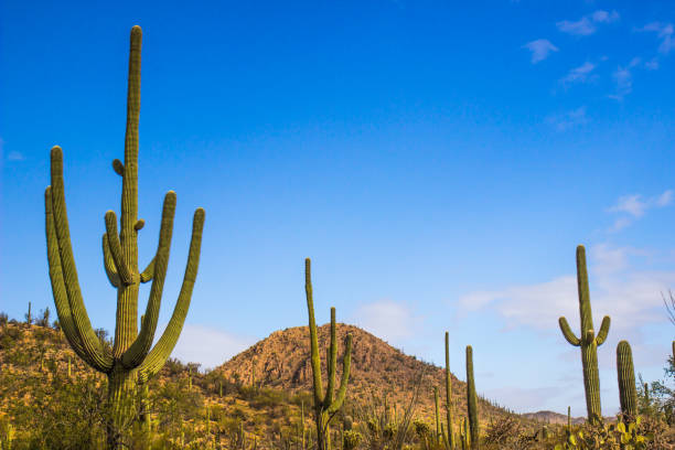 istock Saguaro Cactus Against Blue Sky Background 905229812