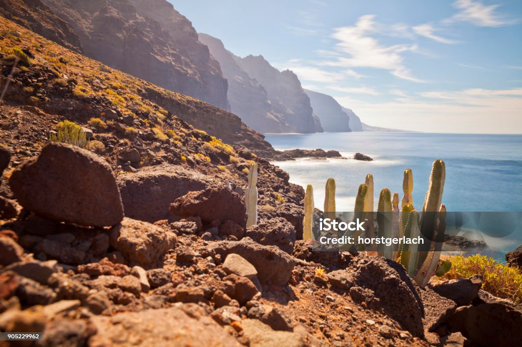 Punta de Teno, Tenerife, Spanien Cactuses at Punta de Teno, Tenerife, Canary Islands, Spanien Atlantic Islands Stock Photo
