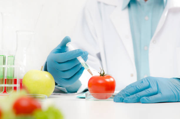 Scientist is working on genetically modified food. Scientist is working on genetically modified food. Lab GMO research, technician uses the syringe. genetic modification change improvement science stock pictures, royalty-free photos & images