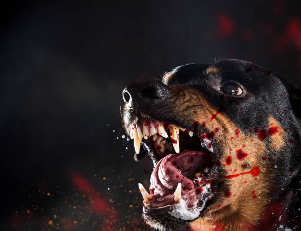istock Ferocious Rottweiler barking mad on black background 905232542