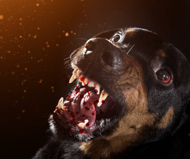 istock Ferocious Rottweiler barking mad on black background 905233760