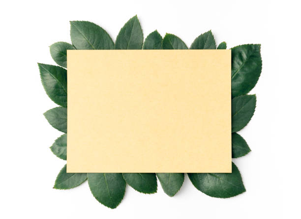 istock Leaves with paper card note.Flat lay.Nature concept 905234484