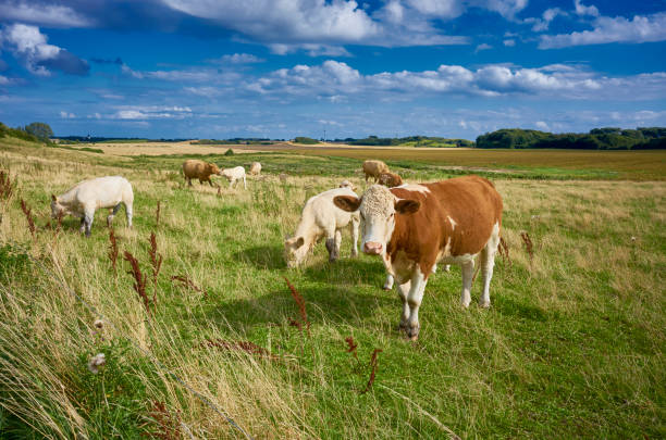 Cattles in a meadow on the Danish island Langeland. Sunny day in august