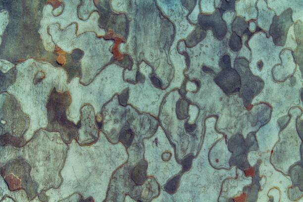istock Background texture of tree bark. Skin the bark of a tree that tr 905246544