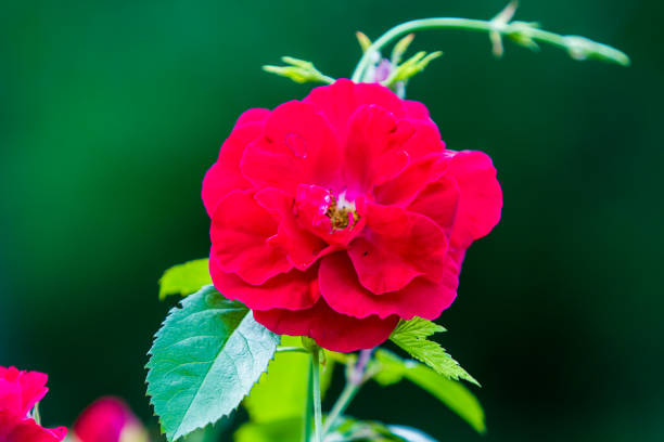 Pink rose bush in the garden close-up with green leaves