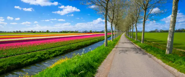 Photo of Tulips in Holland