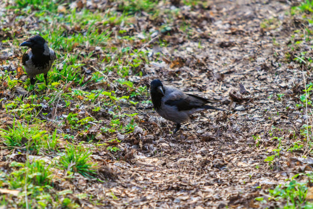 istock Crow bird in the park on the ground and trees 905254942