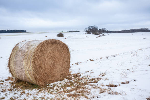 istock on the field there is a hay ball 905261214