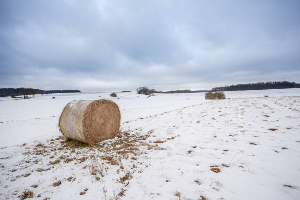 istock on the field there is a hay ball 905261230