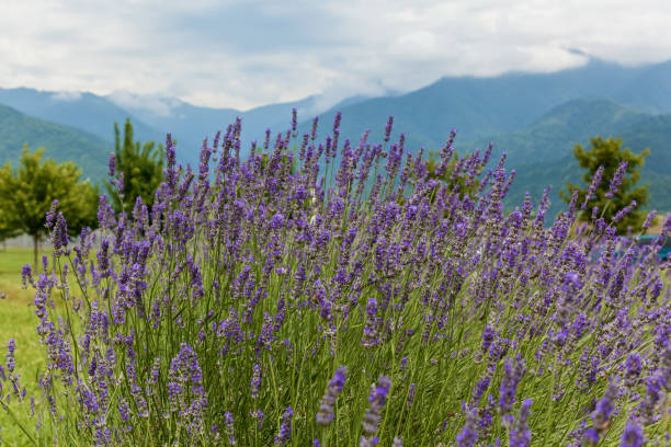 Lavender against the background of mountains.